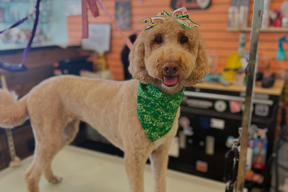 Find Expert Dog Grooming Near Me at Glamour Paws in Imlay City - Book ...